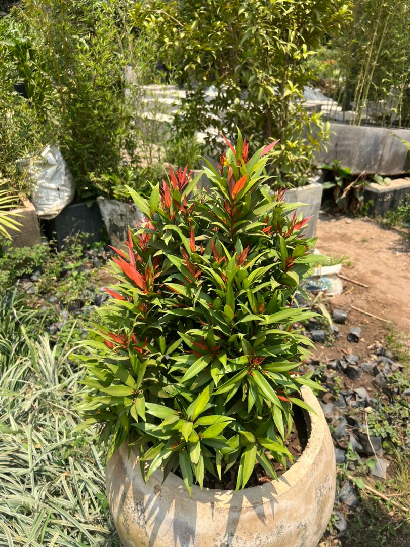 UMUTI future outlook